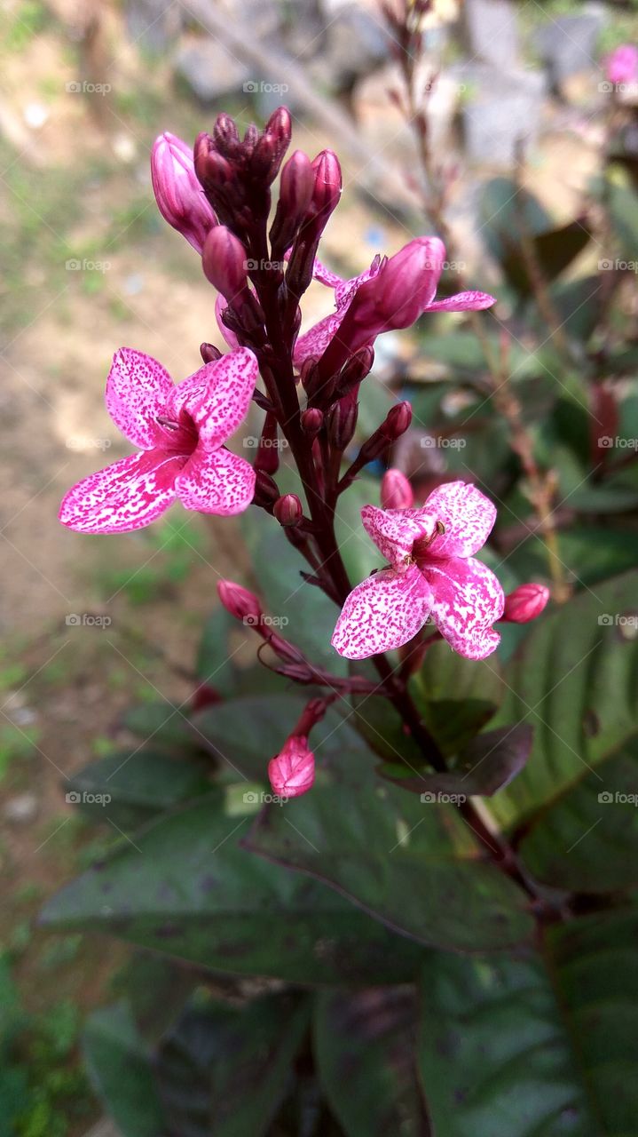 spotted pink dots flowers and buds  branch is pink colour