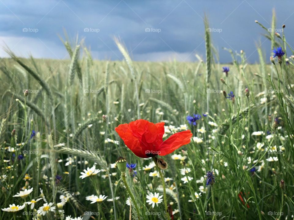 Field of green wheat, poppies and daisies on a day with grey storm clouds