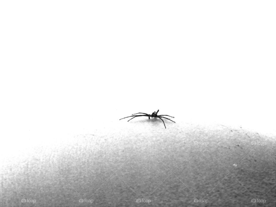 Black and white spider.