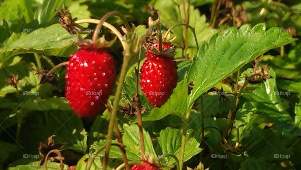 Food, Leaf, Nature, Fruit, Healthy