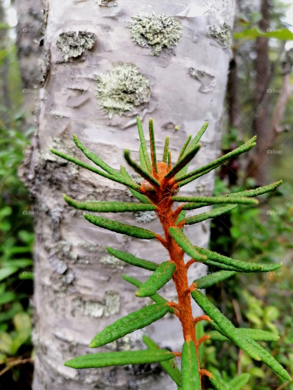Autumn has arrived in Finland. The picture shows a Rhododendron tomentosum.