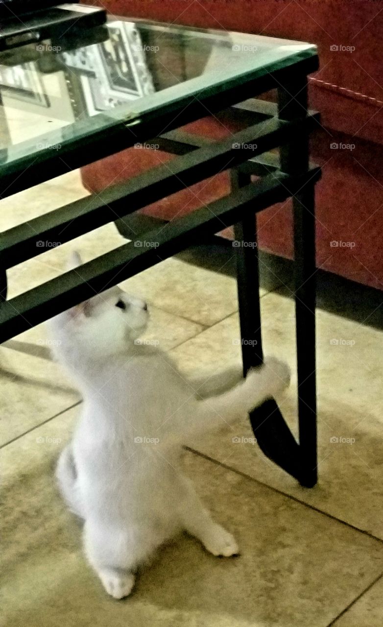 Snowball, the white kitten sits in waiting,  ready to attack