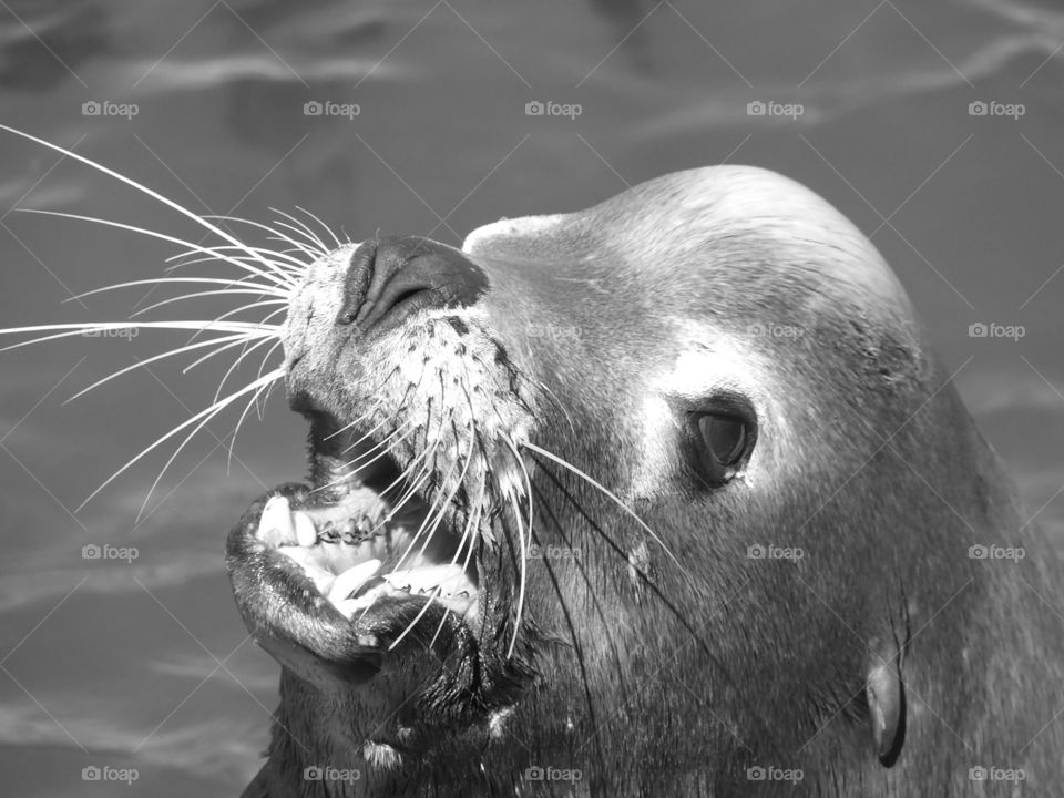 Seal is Santa Cruz