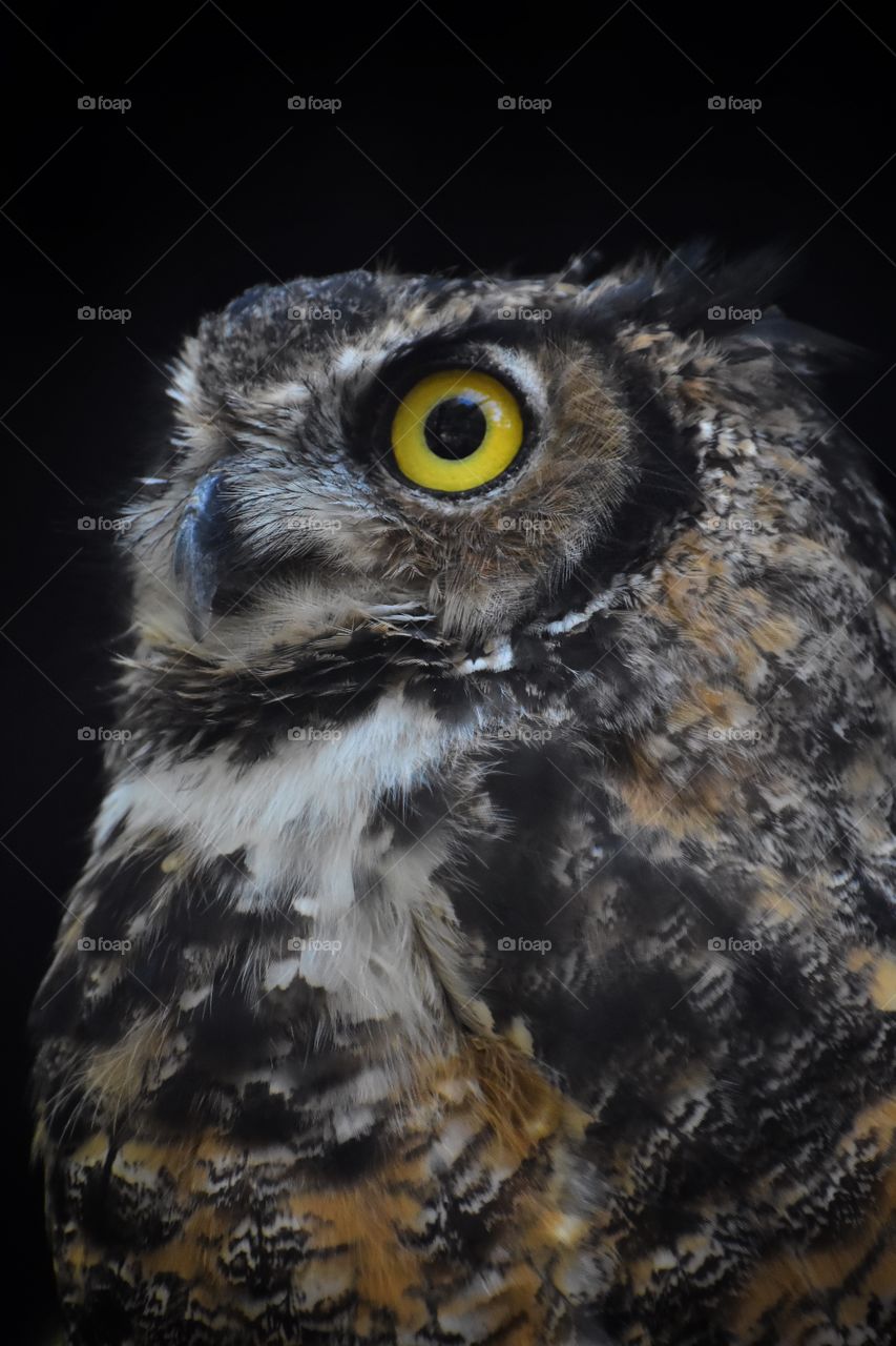 Owl