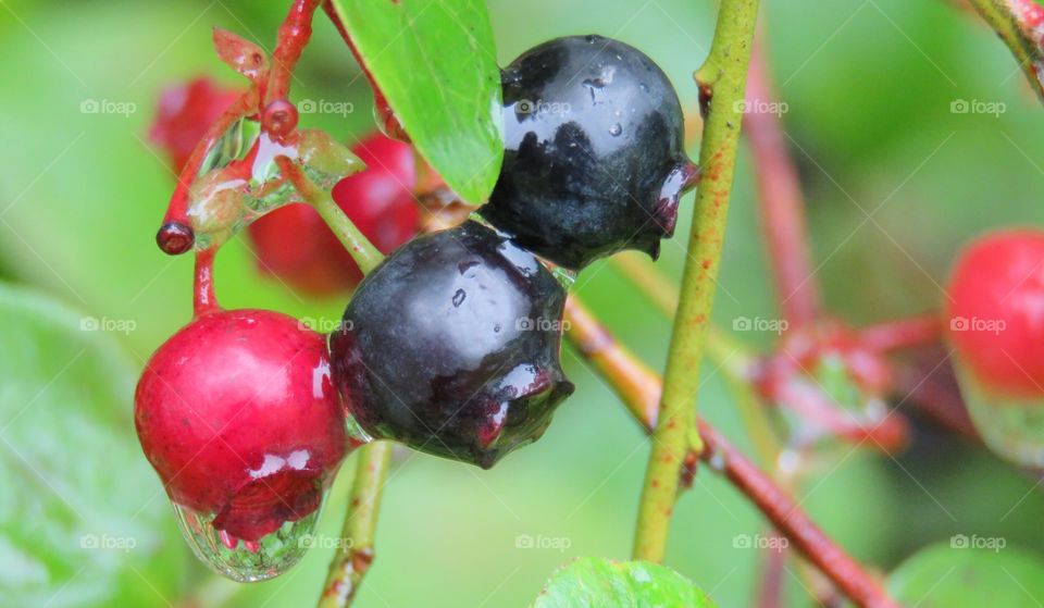 Water drops on berry plant