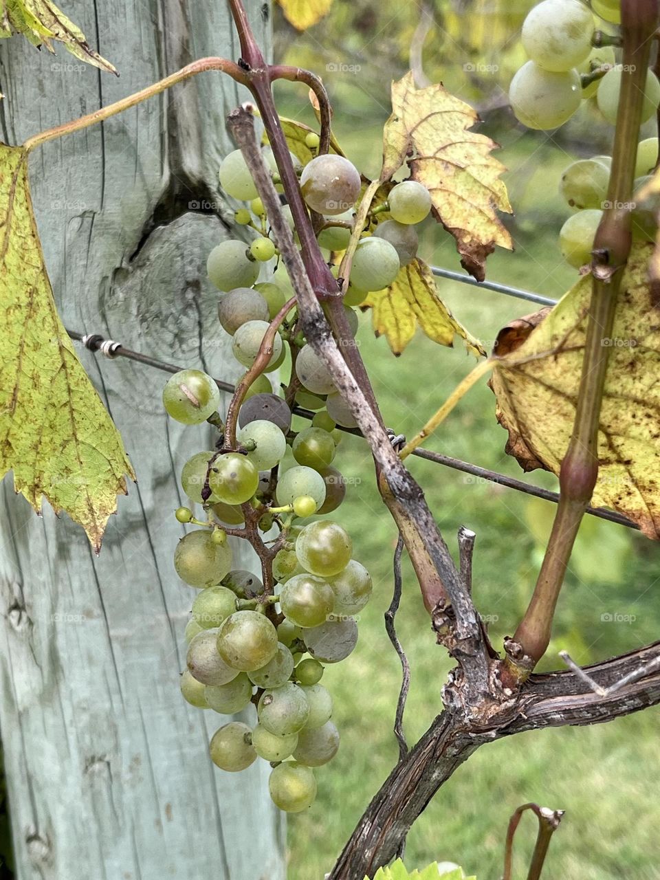Grapes