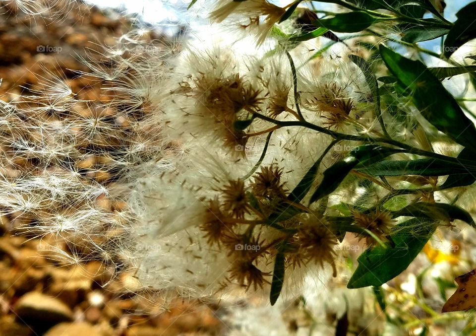 seeds being released in the wind.