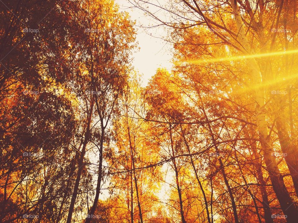 Fall, Wood, Tree, Leaf, Season