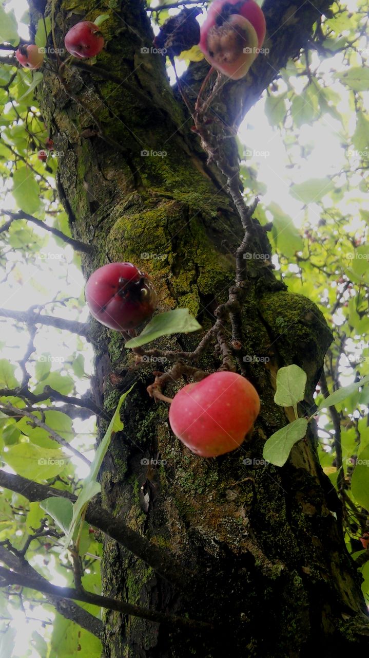 Tree, Nature, Leaf, Wood, Summer