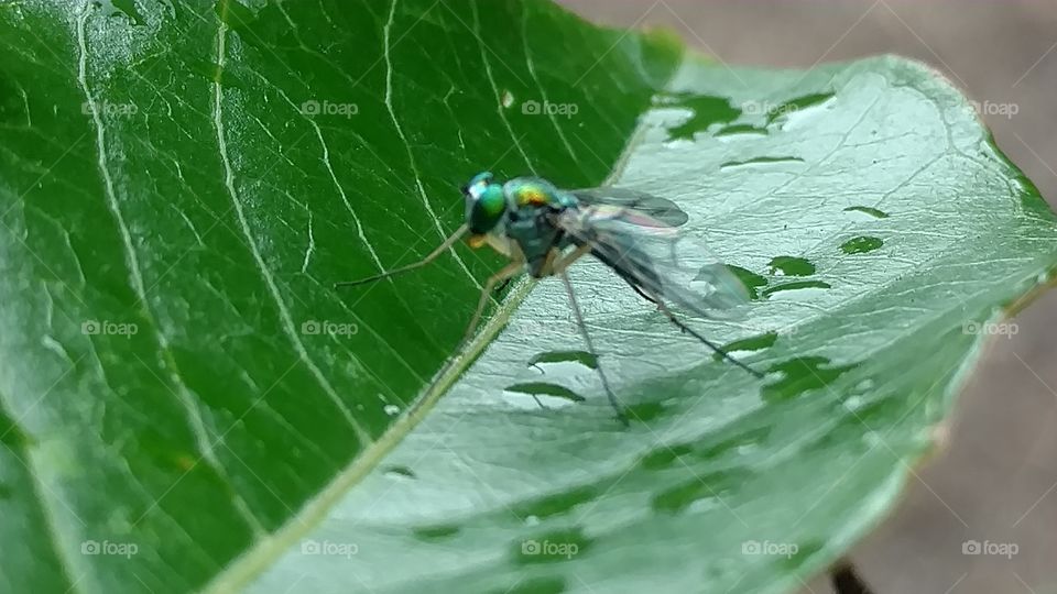Insect, Nature, Fly, Leaf, Animal