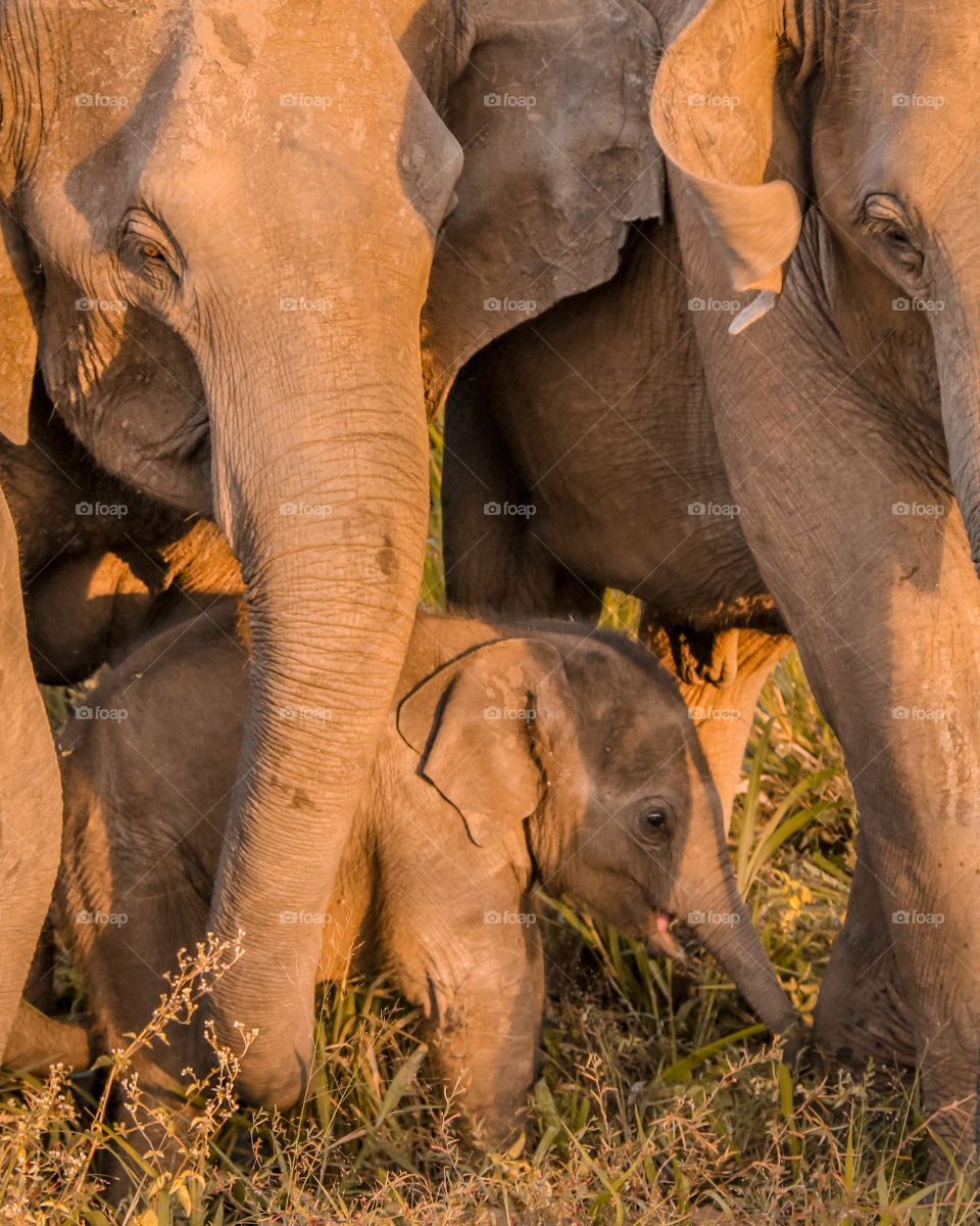 Cute lovely baby elephant with parents   kaudulla safari park , srilanka