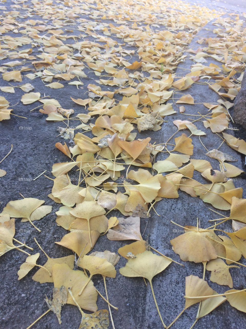 Gorgeous yellow leaves