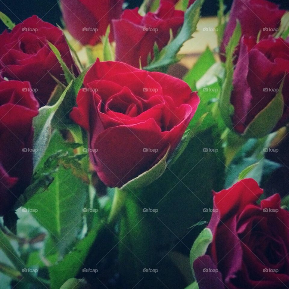 Valentines day roses