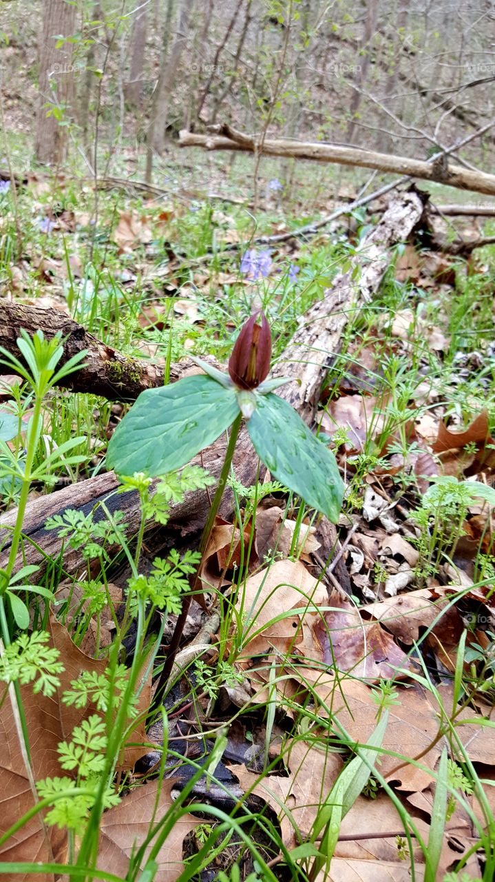 Jack in the Pulpit, early spring