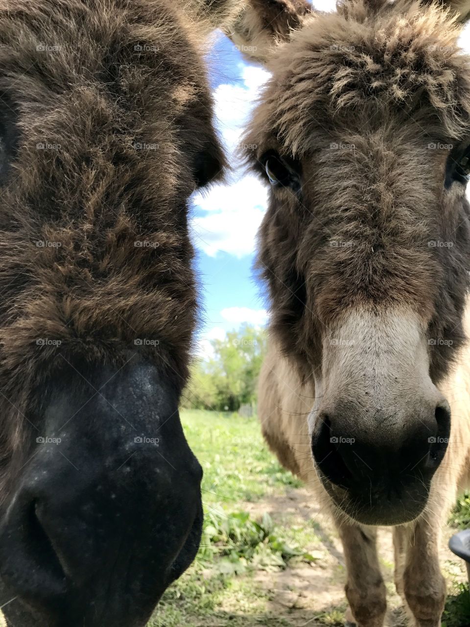 Donkey closeup 