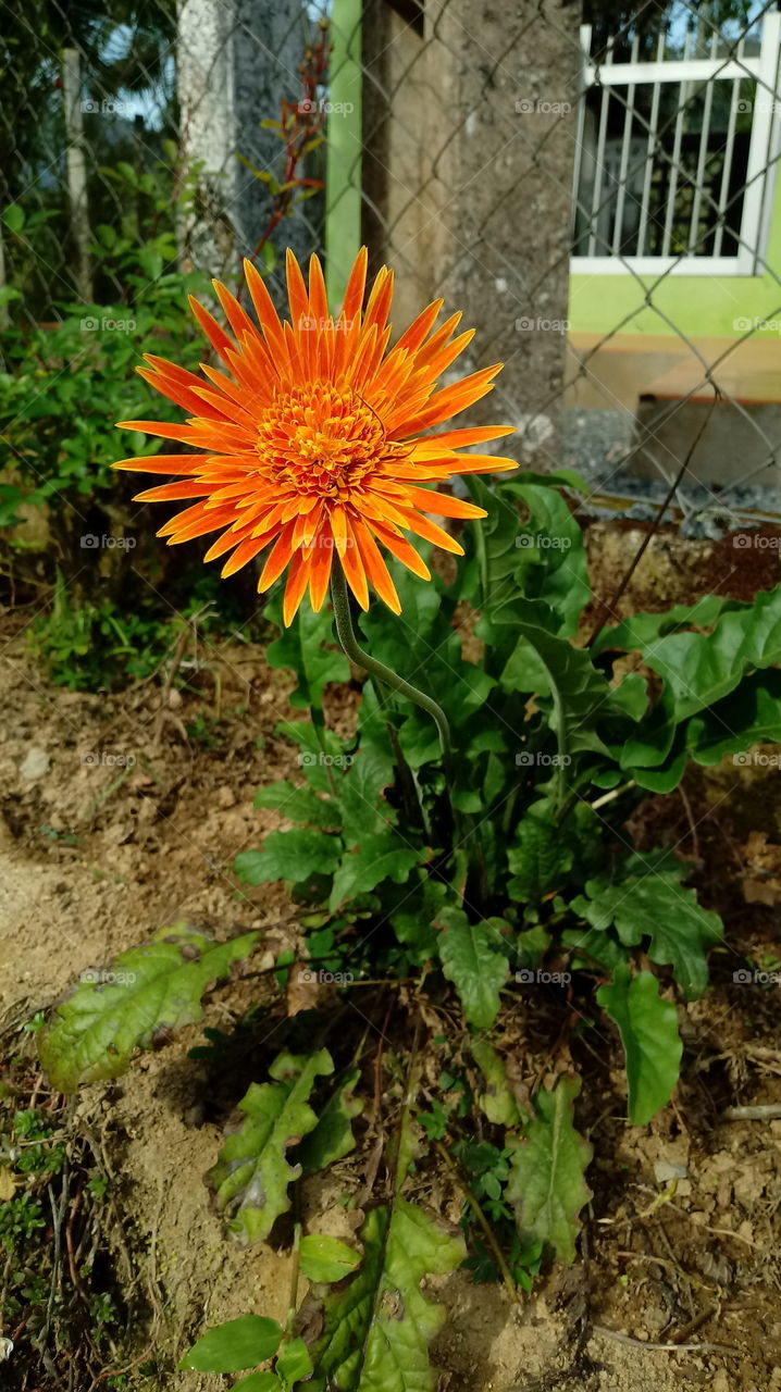 FLOR Gerbera jamesonii Bolus ex Hook.f.