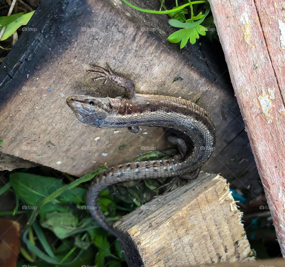 Lizard