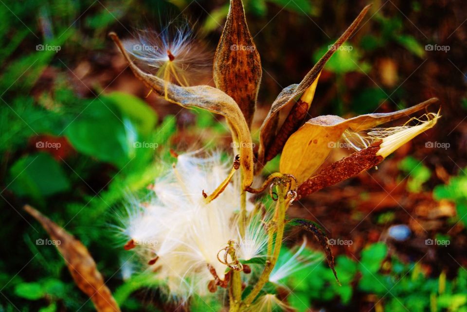 Close-up of wildflower