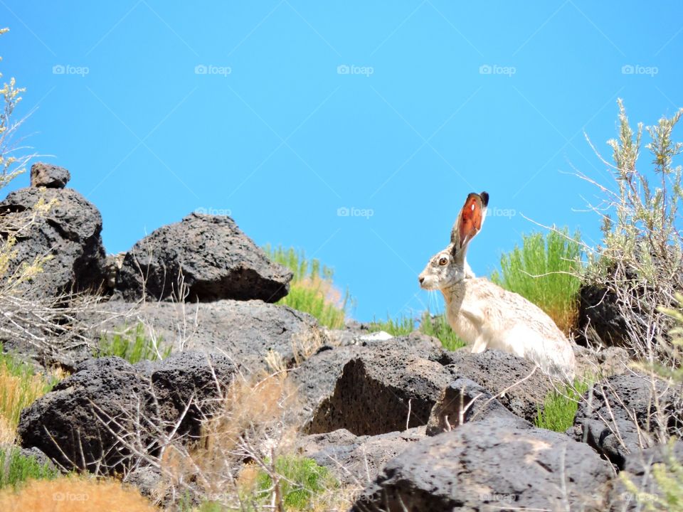 Bunny on a hill