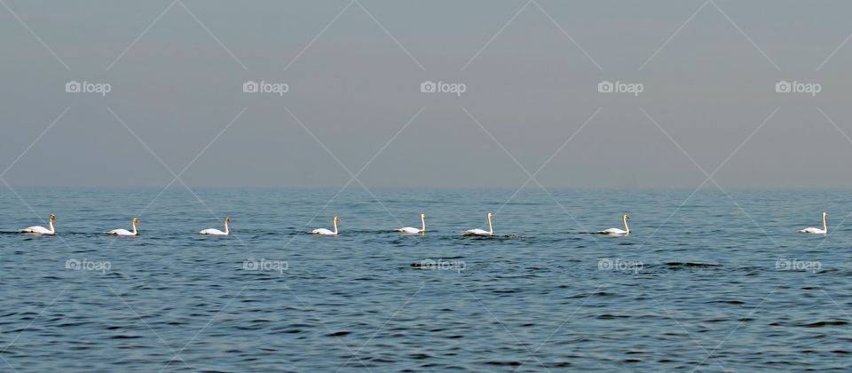 Swans on parade