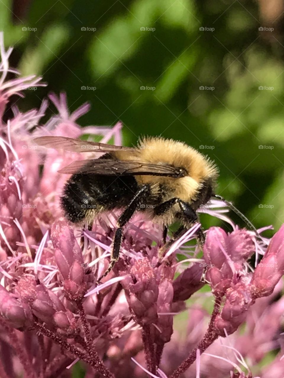 Bee 