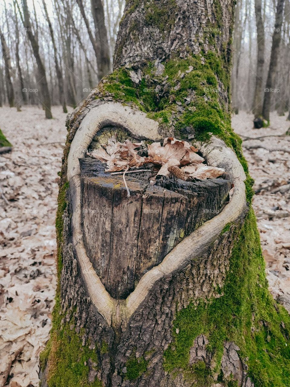 Heart shape at the tree in autumn forest. The tree trunk covered with green moss and fallen leaves. Trees at the background.