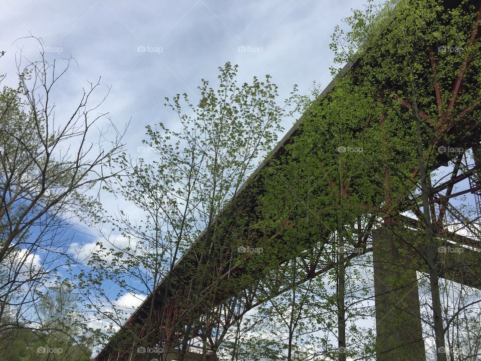 Tree, Landscape, Wood, No Person, Nature