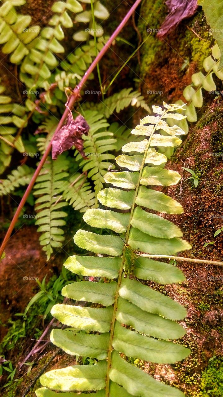 Fern