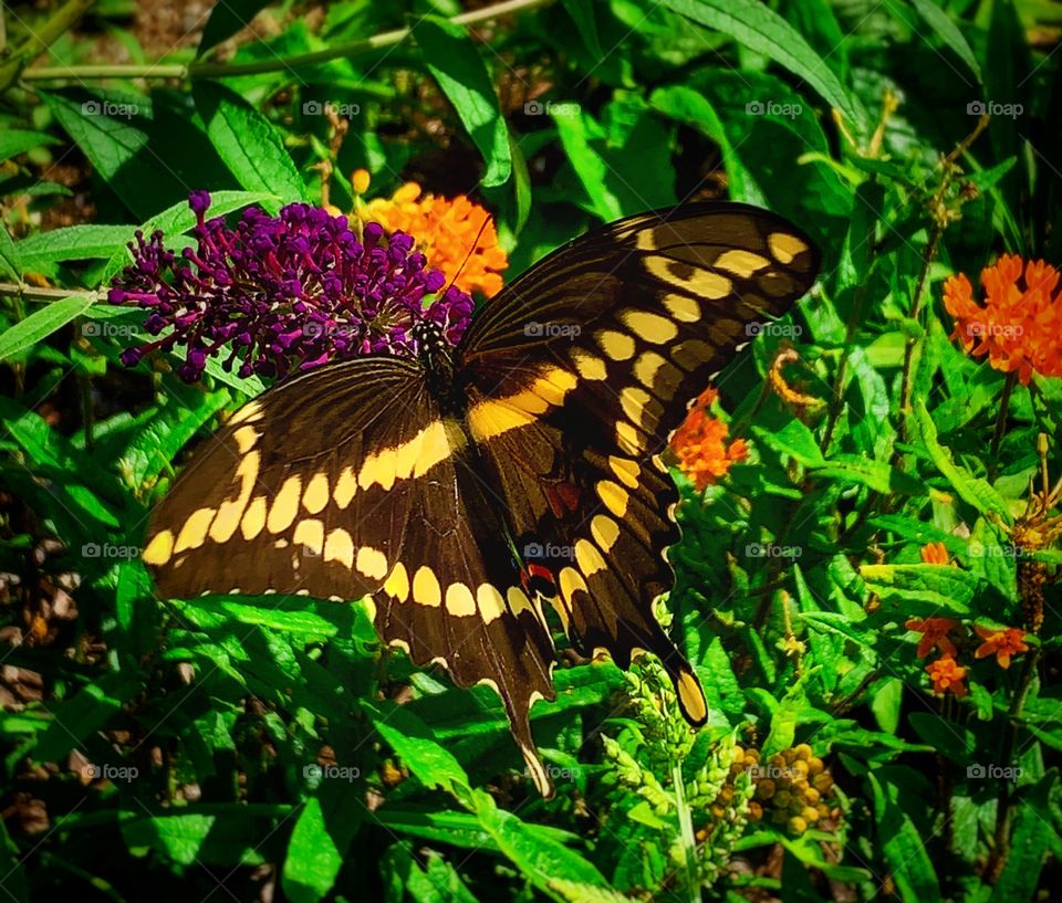 Giant swallowtail butterfly—taken in Valparaiso, Indiana 
