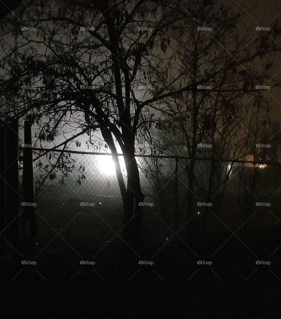 foggy scary tree at night