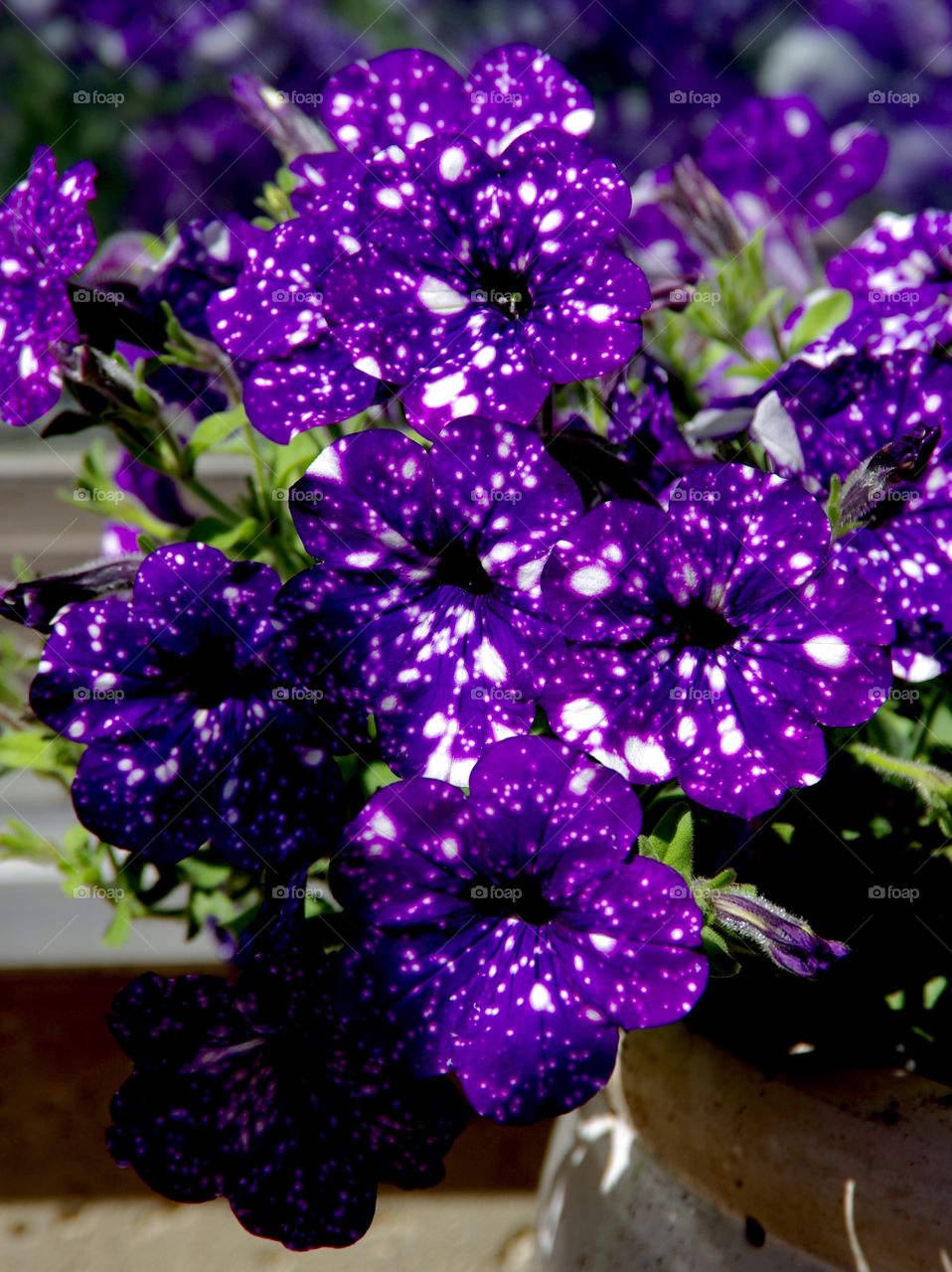 Prince Albert, SK, CA.  Purple and white spotted petunias 