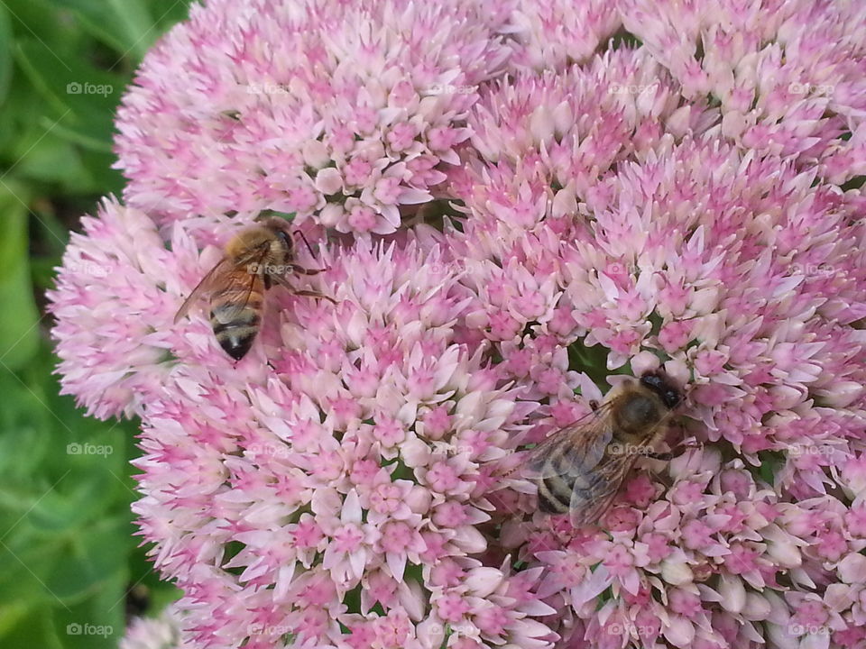 Honeybees on Autumn Joy Sedum