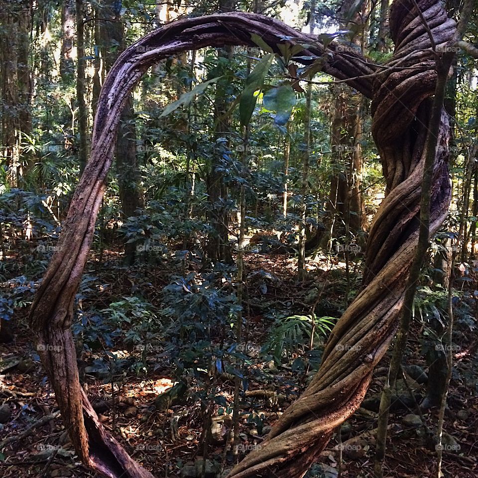 Twisted tree branch 