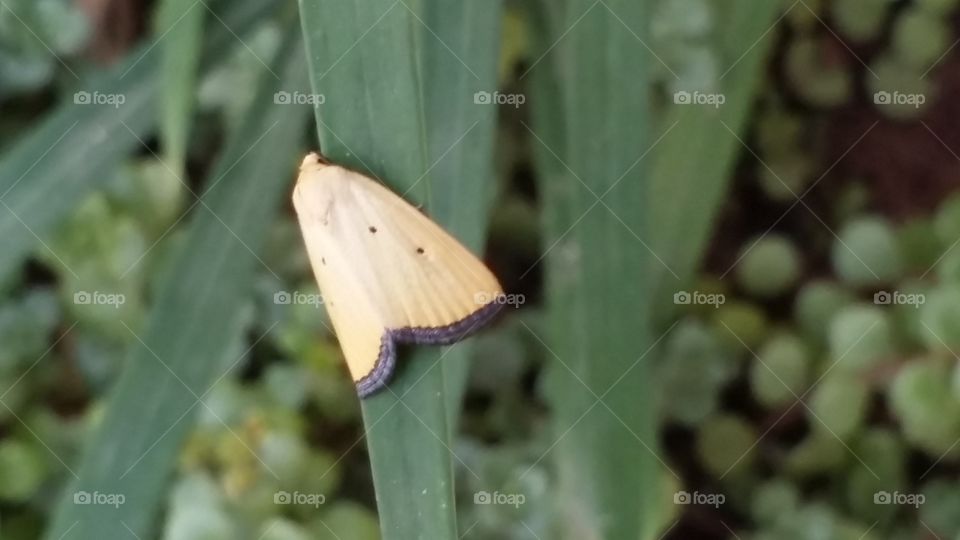 Yellow moth. this moth was resting when I walked by.