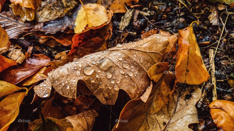 Fall, Nature, Leaf, No Person, Season