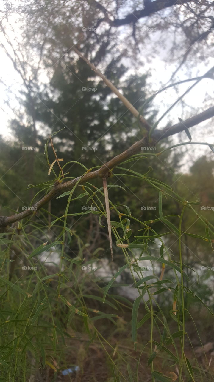 mesquite thorn
