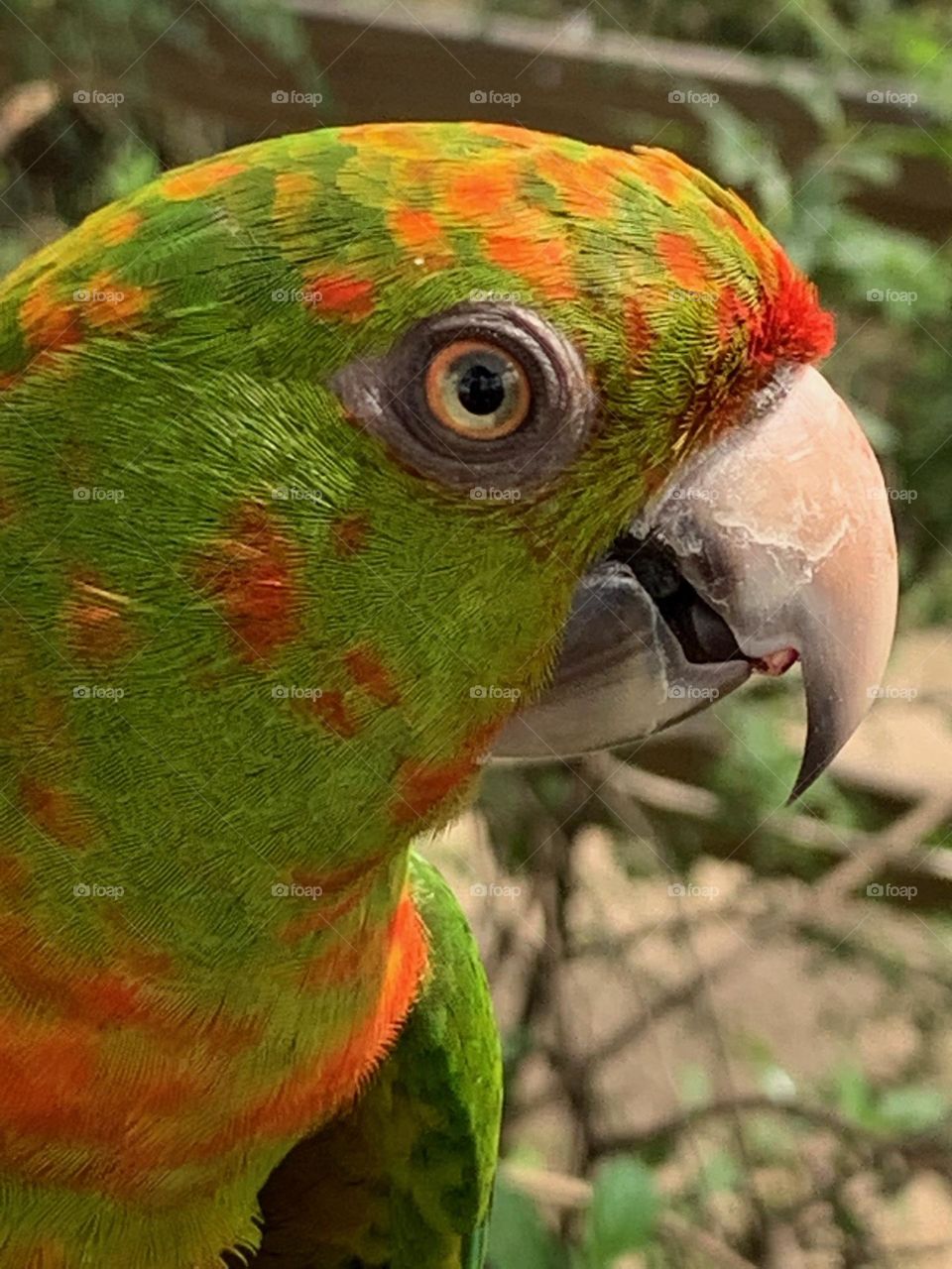 Birds and Bees in Motion