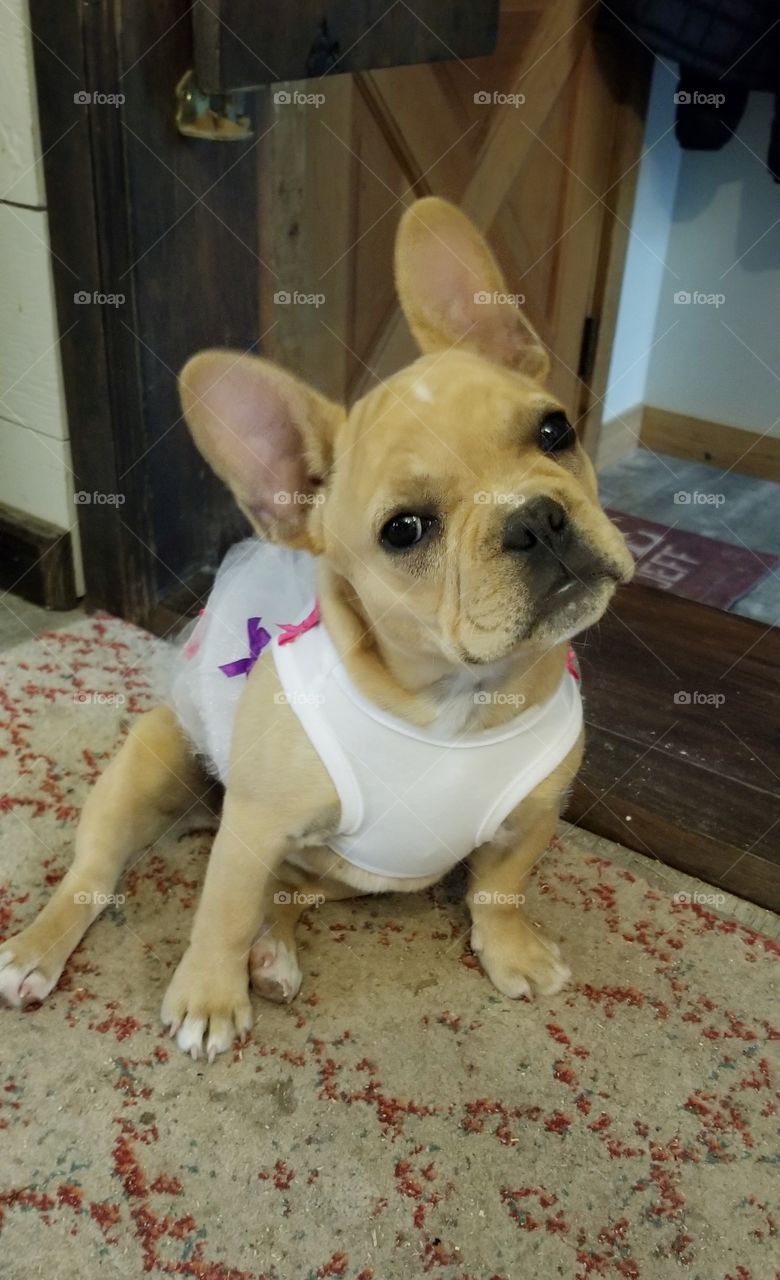 French bulldog puppy sitting pretty in dress