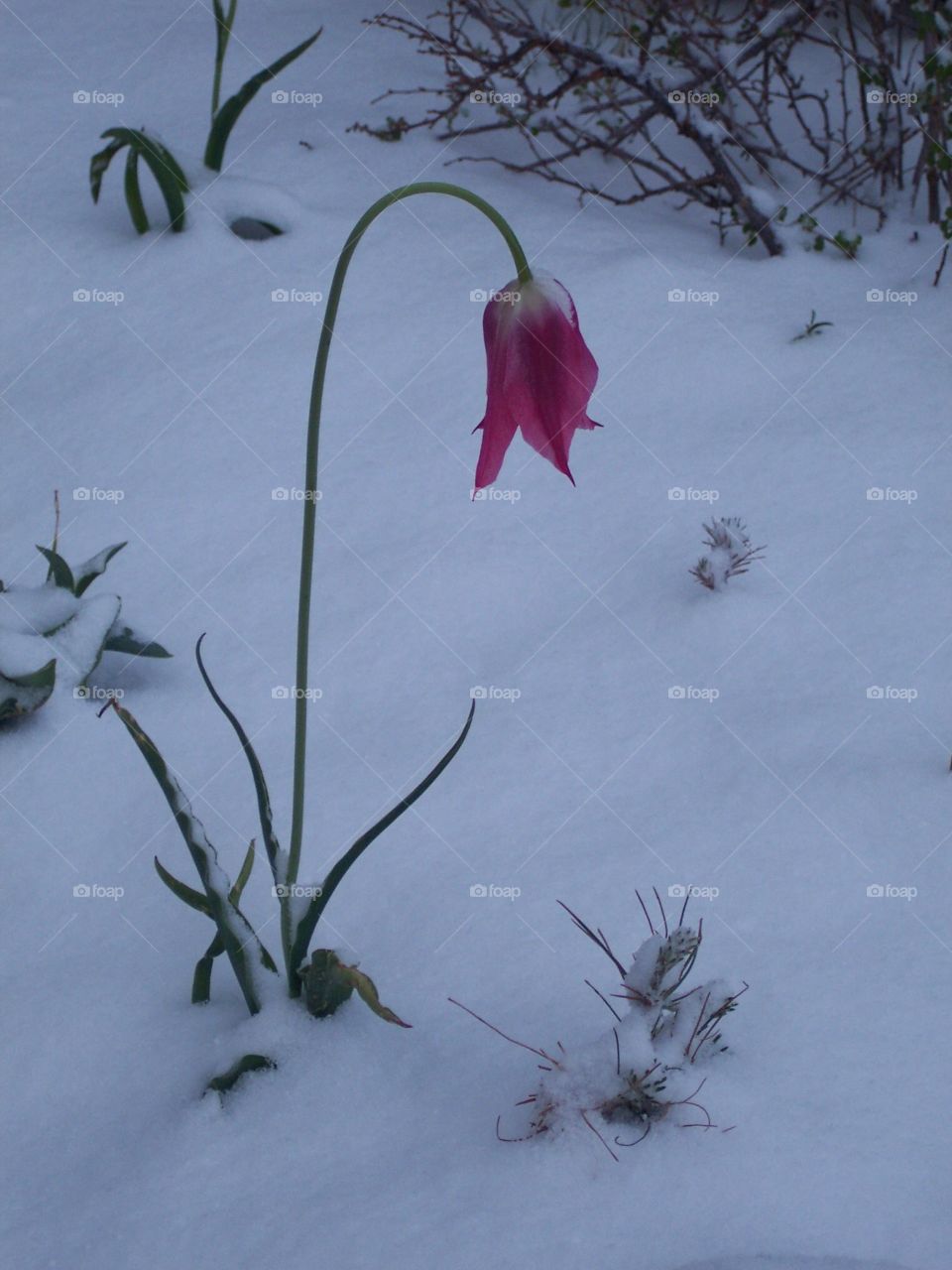 Flower thought winter was over. 