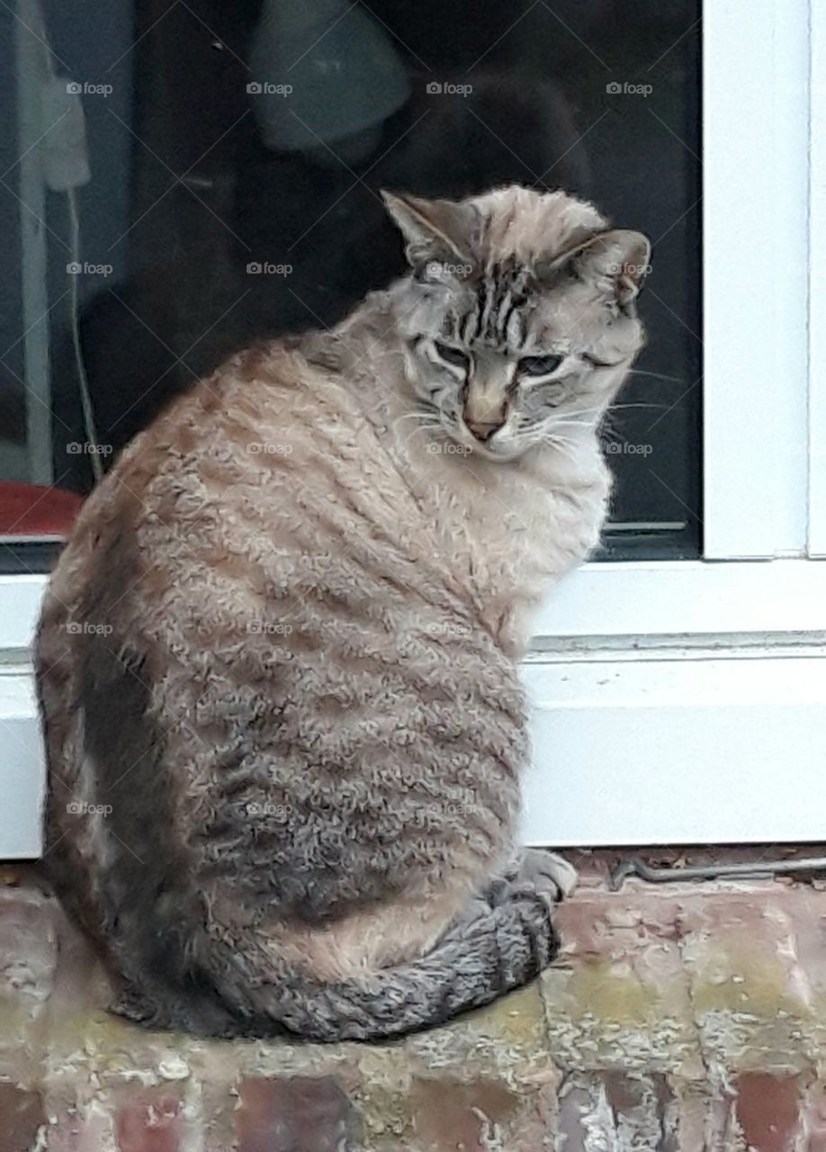 Cat on the Windows in Normandy