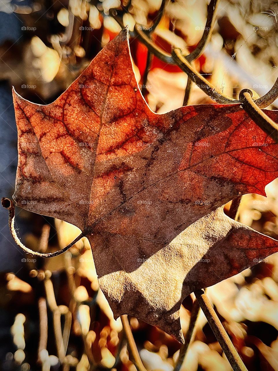 Single Leaf In Fence