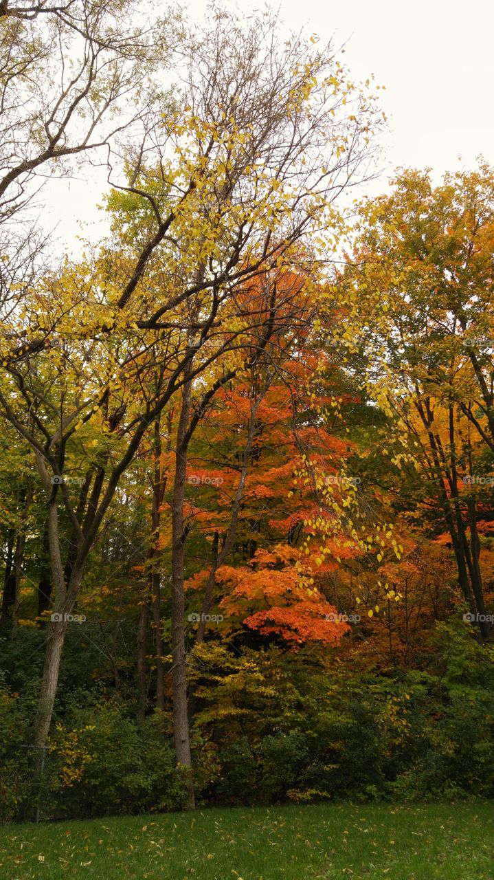 The colors of Autumn