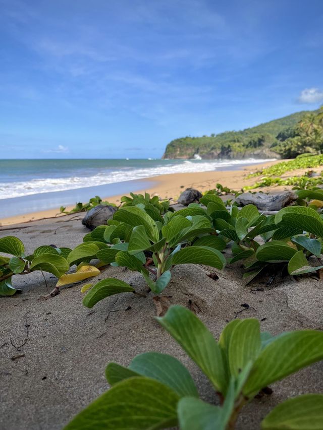 Wild Caribbean beach 