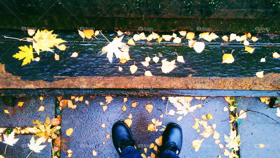 autumn wet leaves on park bench