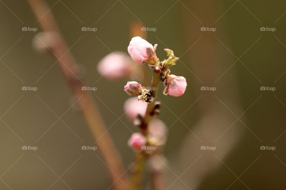 peach blossom, pink flower, bud, spring