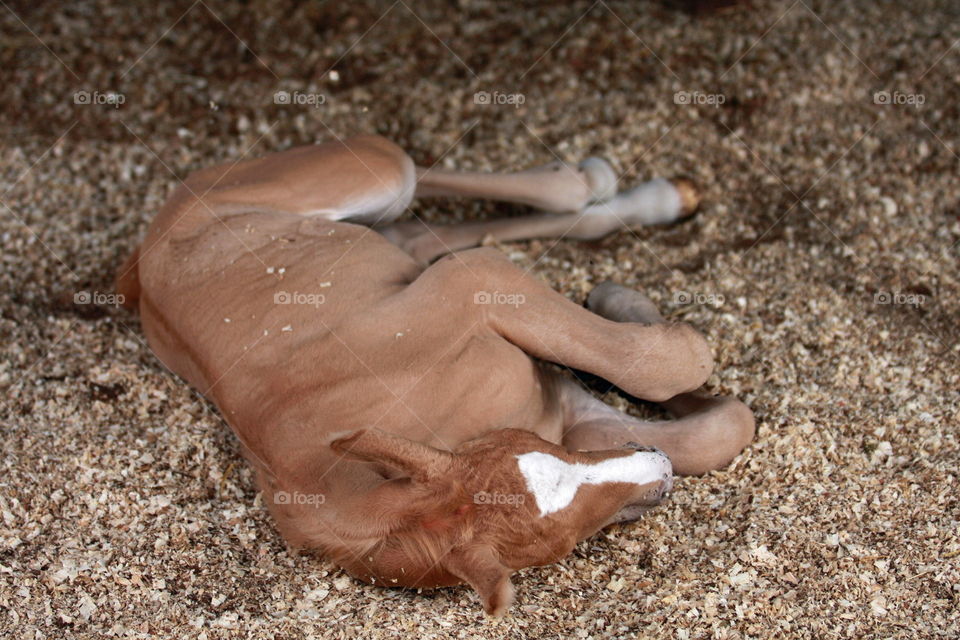 Palomino foal lying in stable