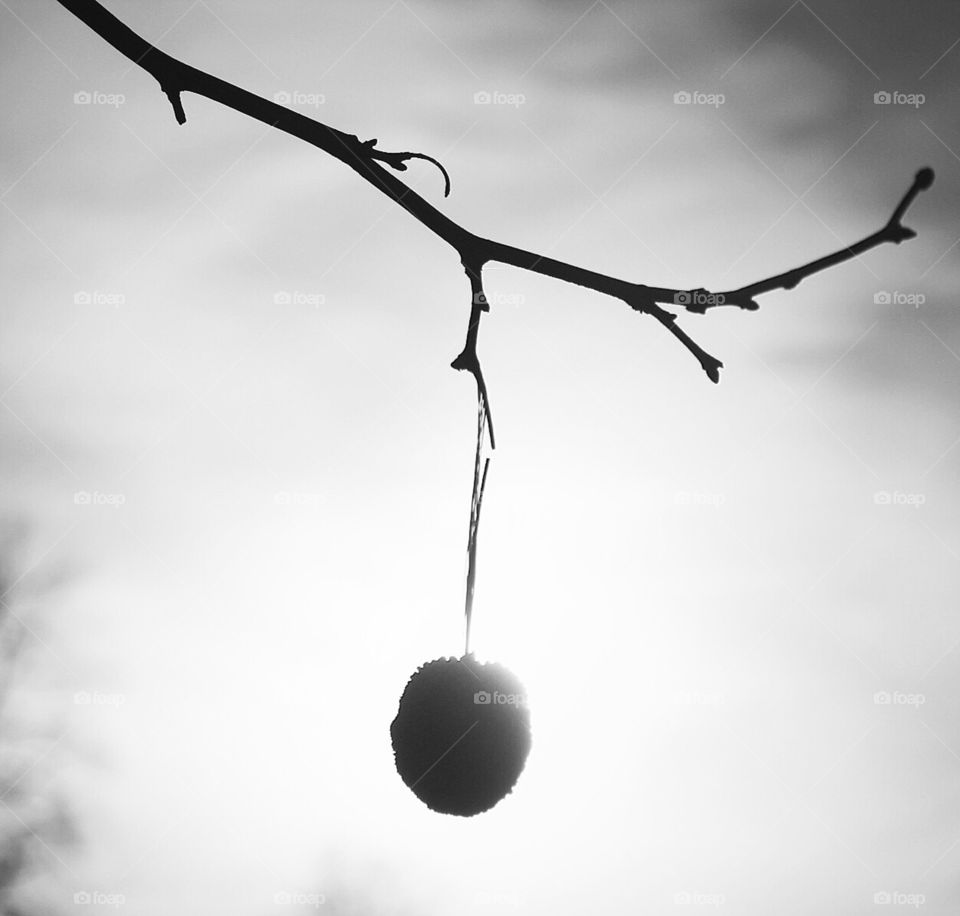 Hanging by a thread (sycamore seed pod) 