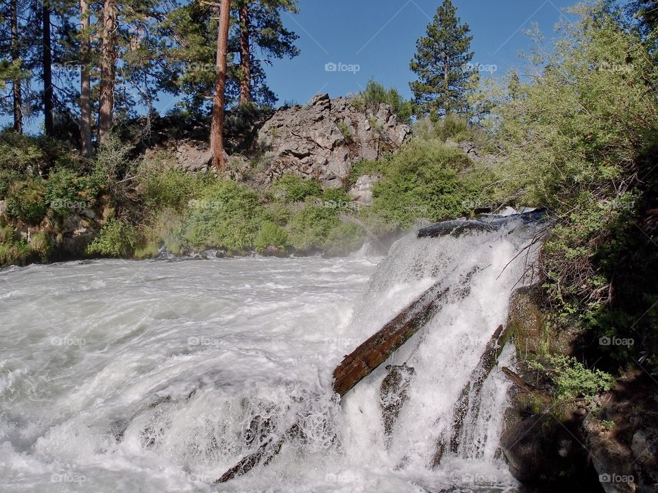 Rapid whitewater of Dillon Falls on the Deschutes River rushing through canyon walls with beautiful ponderosa pine trees at the top against a clear blue sky on a summer morning. 