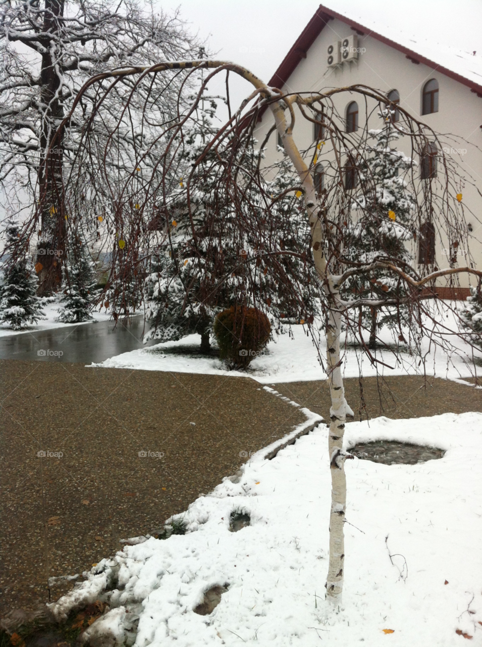 snow winter nature tree by tediiliescu