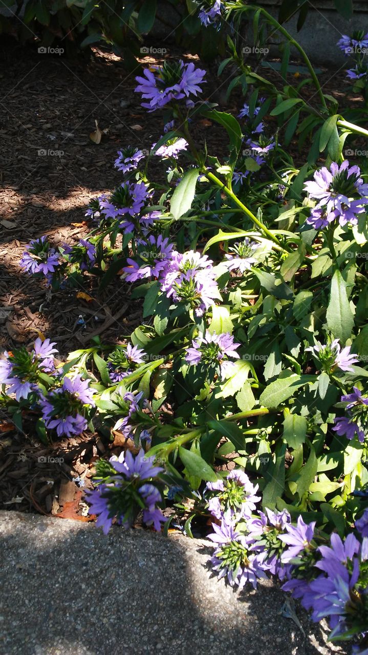 spring. flower power. fresh